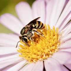 Lipotriches flavoviridis