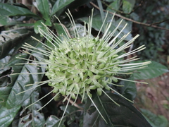 Pavetta bagshawei