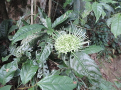 Pavetta bagshawei