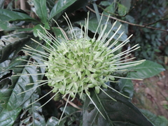 Pavetta bagshawei
