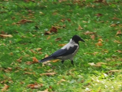 Corvus cornix