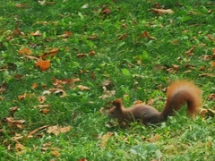 Sciurus vulgaris