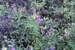 Vicia amurensis