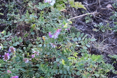 Vicia amurensis