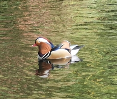 Aix galericulata