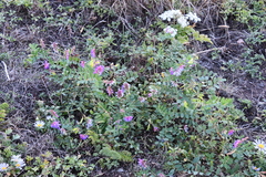 Vicia amurensis