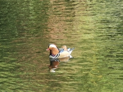 Aix galericulata