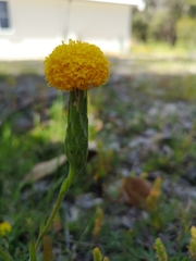 Podotheca gnaphalioides