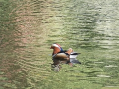 Aix galericulata