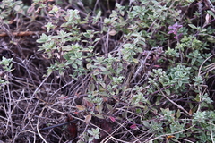 Thymus semiglaber