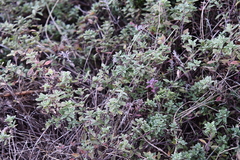 Thymus semiglaber