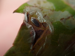 Tropicomyia polyphyta