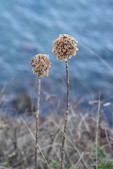 Allium condensatum