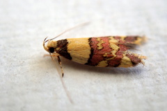 Callithauma callianthes