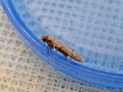 Blastobasis tanyptera