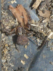 Xysticus ampullatus