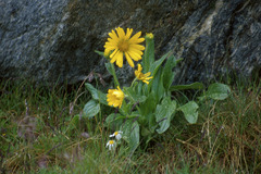 Doronicum clusii