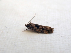 Barea melanodelta