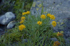 Jacobaea carniolica