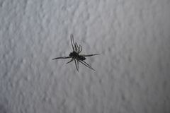 Spartaeus spinimanus