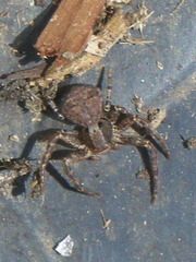 Xysticus ampullatus