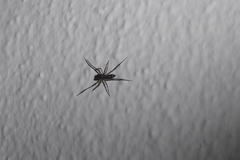 Spartaeus spinimanus