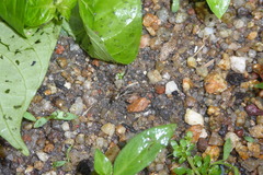 Spartaeus spinimanus