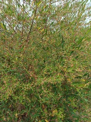 Ludwigia