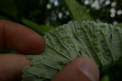 Eriophyes torminalis
