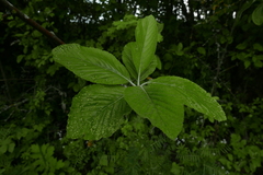 Eriophyes torminalis