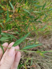 Ludwigia