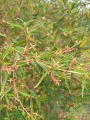 Ludwigia