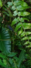 Vestalis nigrescens