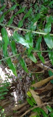 Vestalis nigrescens