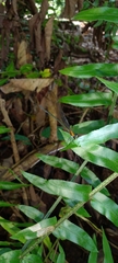 Vestalis nigrescens