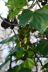 Dioscorea nipponica