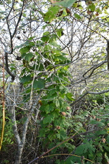Dioscorea nipponica