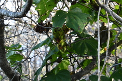Dioscorea nipponica