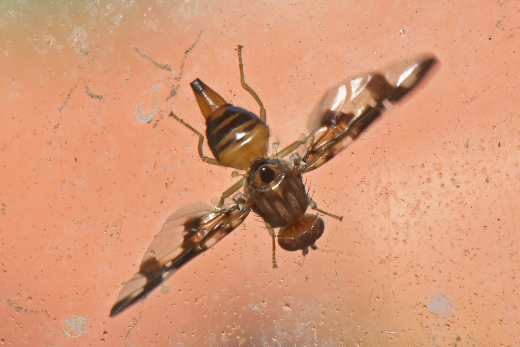 Cabbagetree Fruitfly