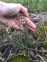 Opercularia hispidula