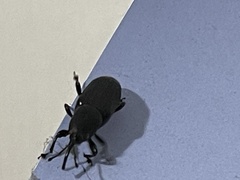 Odoiporus longicollis