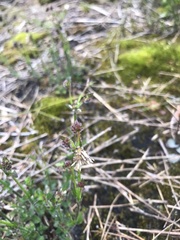 Opercularia hispidula