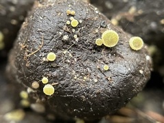 Fungi