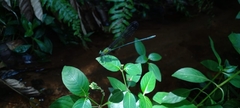 Vestalis nigrescens