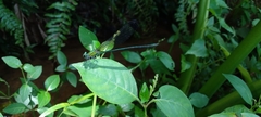 Vestalis nigrescens