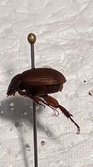 Maladera insanabilis