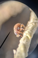 Hypophyes