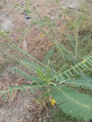 Sesbania cannabina