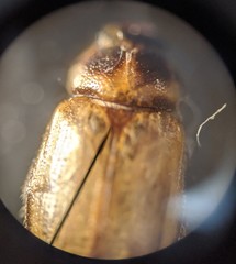 Aphodius