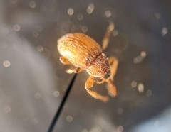 Hypophyes
